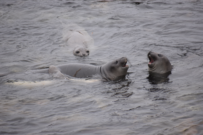 Elephant_Seals